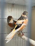 Te koop Mooi harlekijn kanarie van 24, Dieren en Toebehoren, Vogels | Kanaries, Mannelijk, Kleurkanarie