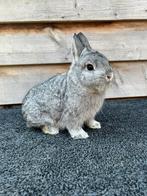 Rasechte Kleurdwerg Chinchilla Man Jong (dwergkonijn), Dieren en Toebehoren, Konijnen, Mannelijk, Dwerg, 0 tot 2 jaar