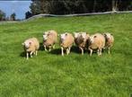 Lammeren/Rammen voor het offerfeest, Dieren en Toebehoren, Schapen, Geiten en Varkens, Mannelijk, Schaap, 0 tot 2 jaar