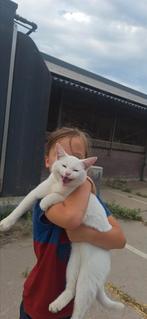 Gezocht: 1 of 2 nieuwe vriendjes, Dieren en Toebehoren, Poes