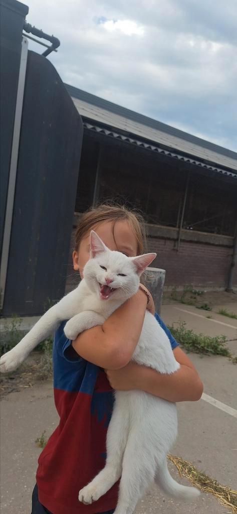 Gezocht: 1 of 2 nieuwe vriendjes, Dieren en Toebehoren, Katten en Kittens | Raskatten | Korthaar, Poes