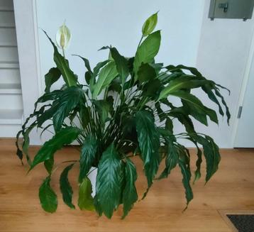 Luchtzuiverende Spatiphyllum Lepelplant 78 cm hoog  beschikbaar voor biedingen