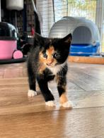 Schattige kittens !, Dieren en Toebehoren, Katten en Kittens | Overige Katten, 0 tot 2 jaar