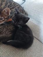 Kitten mannetje zoekt gouden huisje, Dieren en Toebehoren, Katten en Kittens | Raskatten | Korthaar, Kater, Ontwormd, 0 tot 2 jaar