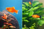 Vissen platy’s, Dieren en Toebehoren, Vis