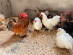Chochin toompje, 4 hennen 1 haan., Dieren en Toebehoren, Pluimvee, Meerdere dieren, Kip