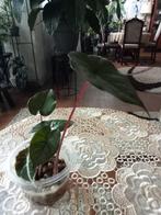 Alocasias Zebrina en Black Velvet, Ophalen, Overige soorten, Halfschaduw, Minder dan 100 cm