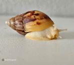 Lissachatina fulica 'White jade'