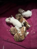 Lieve baby dwergkonijntjes wit/bruin/grijs, Dieren en Toebehoren, Konijnen, Meerdere dieren, Dwerg