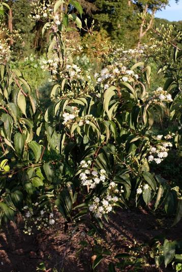 Heptacodium miconioides/ Zevenzonenboom meerstammig beschikbaar voor biedingen