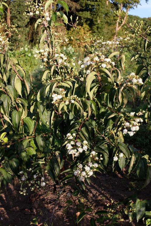Heptacodium miconioides/ Zevenzonenboom meerstammig, Tuin en Terras, Planten | Bomen, Overige soorten, 100 tot 250 cm, Volle zon