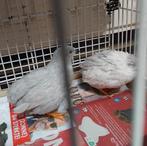 Koppel chinese dwergkwartels, Dieren en Toebehoren, Pluimvee, Meerdere dieren, Overige soorten