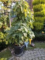brugmansia geel - rood, Ophalen of Verzenden, Volle zon, Overige soorten