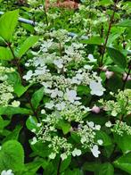 Hydrangea paniculata ‘Wim’s Red’, Tuin en Terras, Planten | Tuinplanten, Halfschaduw, Zomer, Vaste plant, Overige soorten