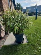 Bamboe "Rufa"  in pot, Tuin en Terras, Bloeit niet, Overige soorten, 100 tot 250 cm, Ophalen