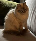 Mooie tabby lynx ragdoll kater, Kater, Ontwormd, 0 tot 2 jaar