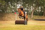 Knappe 6 jarige allround draver ruin, Dieren en Toebehoren, Paarden, B, Gechipt, Ruin, 3 tot 6 jaar