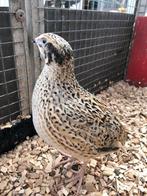 Verschillende soorten kwartels | Passend advies, Dieren en Toebehoren, Pluimvee, Meerdere dieren, Overige soorten