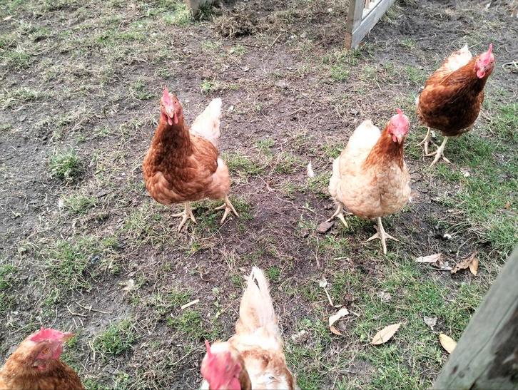 7 bruine leghennen beschikbaar 2 jaar oud, Dieren en Toebehoren, Pluimvee, Kip, Vrouwelijk