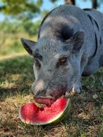 Meneer Betsie zoekt een nieuw huisje!, Mannelijk, Varken, 6 jaar of ouder