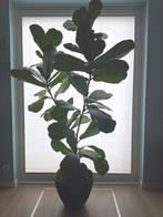 Ficus Lyrata, vioolplant, Huis en Inrichting, Ophalen, Ficus, In pot, 150 tot 200 cm