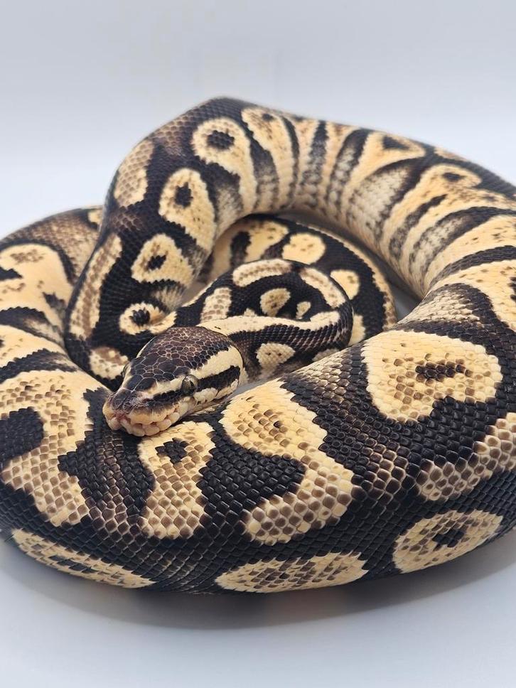 Ballpython- koningspython- python regius