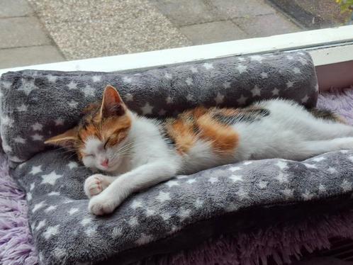 Kitty Snuggle Bed   .. handgemaakt geheel naar wens, Dieren en Toebehoren, Kattenmanden, Nieuw, Polyester, Ophalen of Verzenden