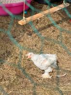 Verschillende Cochin orpinton brahma haantjes, Mannelijk, Kip