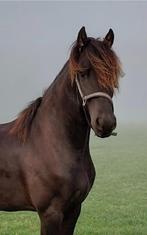 Mooie 3,5jarige Friese ruin, Dieren en Toebehoren, Paarden, Minder dan 160 cm, Gechipt, Ruin, 3 tot 6 jaar