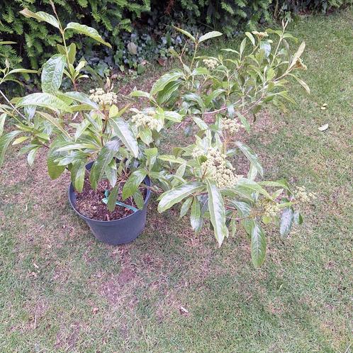 Viburnum nudum sneeuwbal, Tuin en Terras, Planten | Tuinplanten, Overige soorten, Halfschaduw, Winter, Ophalen