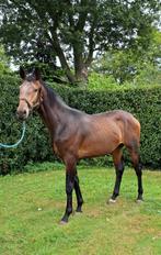 ## Bruine 2,5 jr. dressuurhengst V: Next pitch ##, Dressuurpaard, 0 tot 2 jaar, Hengst, Onbeleerd