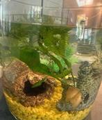 Guppies te koop, Dieren en Toebehoren, Vissen | Aquariumvissen, Vis