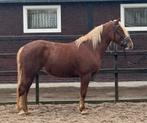 ## TOP BRAVE EN SUPER LIEVE KRUISING SCHWARSWALDER ##, Dieren en Toebehoren, Pony's, B, 7 tot 10 jaar, Gechipt, Recreatiepony