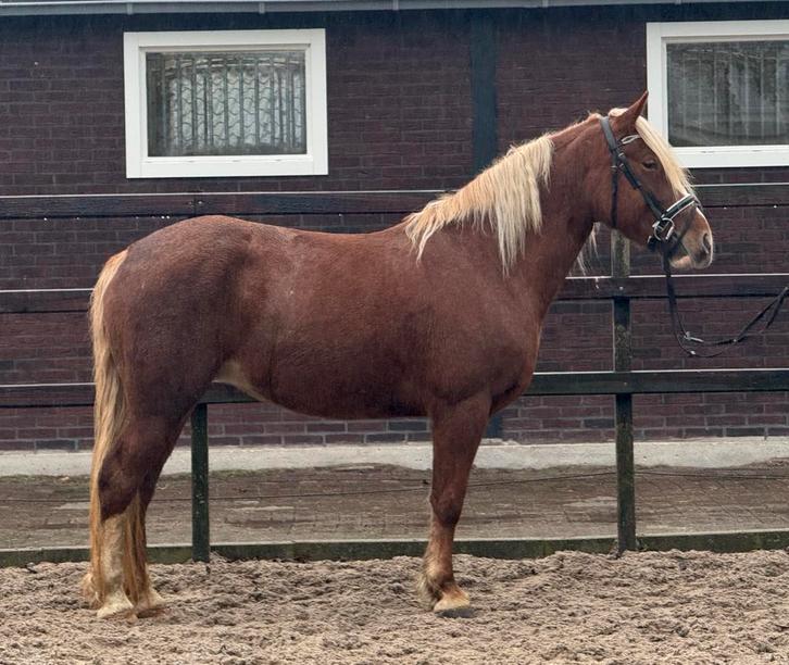 ## TOP BRAVE EN SUPER LIEVE KRUISING SCHWARSWALDER ##, Dieren en Toebehoren, Pony's, Merrie, B, E pony (1.48m - 1.57m), Recreatiepony