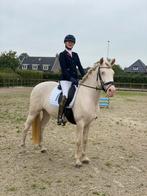 Hele mooie cremello en valk merrie 1.56 m groot 8 jaar., Dieren en Toebehoren, B, 7 tot 10 jaar, Recreatiepony, Merrie
