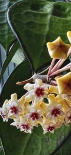Hoya parasitica ‘Black Margin’, In pot, Minder dan 100 cm, Bloeiende kamerplant, Halfschaduw