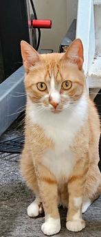 2 super lieve gezonde katers van 2 jaar zoeken een lieve fam, Kater, Kortharig, 0 tot 2 jaar