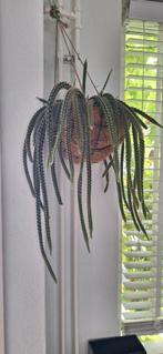 Slangencactus, Ophalen of Verzenden, Overige soorten, Minder dan 100 cm