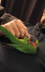 Jonge Lori van de blauwe bergen, Geslacht onbekend, Papegaai, Geringd