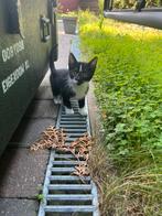 Sociale en speelse kitten te koop, Dieren en Toebehoren, Katten en Kittens | Overige Katten, Kater