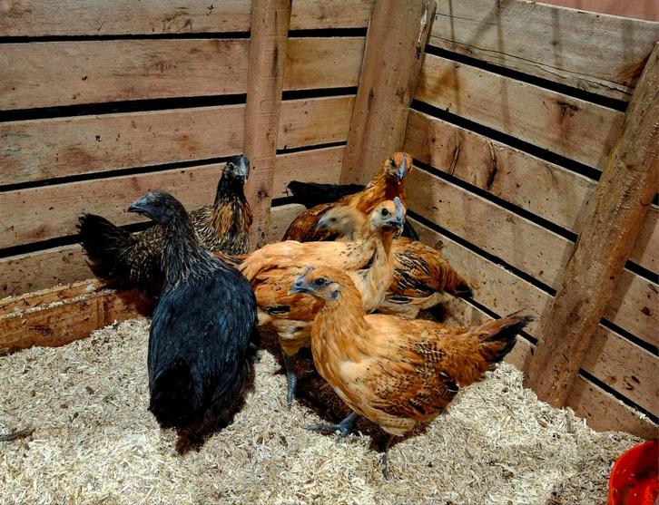 Ga h'Mong bont hennen, Dieren en Toebehoren, Pluimvee, Kip, Vrouwelijk