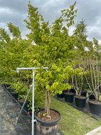 Parrotia persica meerstammig leverbaar tot 400 cm hoog!, Ophalen of Verzenden, Overige soorten, Struik, 250 cm of meer
