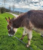 Ter Dekking: Mini Pony, Ezel, Alpaca Hengsten!! Appaloosa, Mannelijk