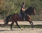 Talentvolle 5 jarige kwpn allround merrie, Dieren en Toebehoren, Paarden, Merrie, 3 tot 6 jaar