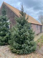 2 Sparren / kerstbomen 4 mtr en 5 mtr, Diversen, Ophalen of Verzenden, Gebruikt