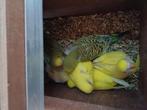 Jonge grasparkietjes, Meerdere dieren, Parkiet, Tam
