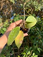 Hoya rangsan, Ophalen, Overige soorten, Minder dan 100 cm