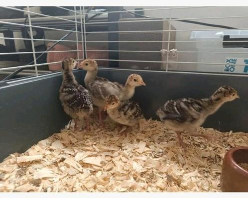 5 Prachtige jonge Kalkoenen - uitgebroed op een groen-school, Dieren en Toebehoren, Pluimvee, Kalkoen, Geslacht onbekend