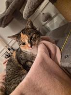 Kitten zoekt een nieuw huisje, Dieren en Toebehoren, Poes