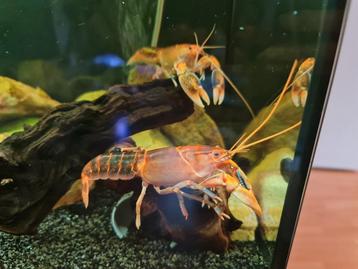 Cherax destructor volcano-kreeften (zoetwater) beschikbaar voor biedingen